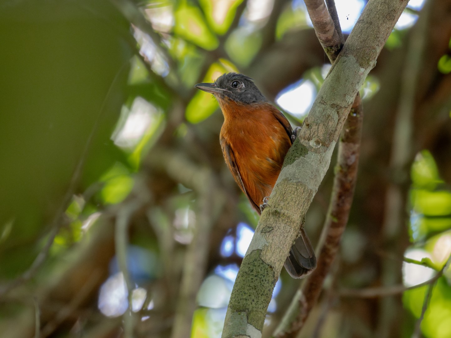 Black-and-white Antbird