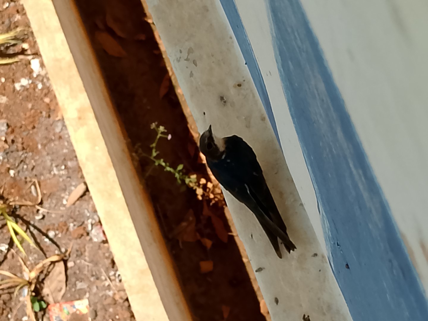 Black-and-white Antbird