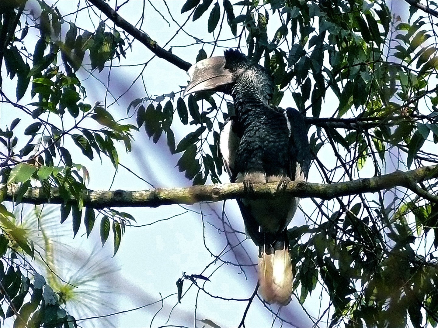 Black-and-white-casqued Hornbill