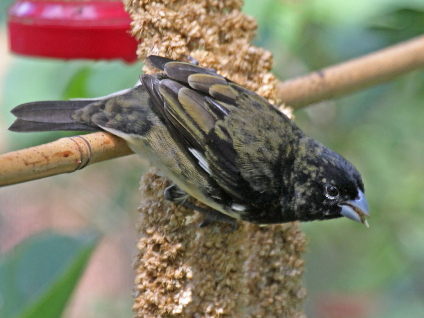 Black-and-white Seedeater