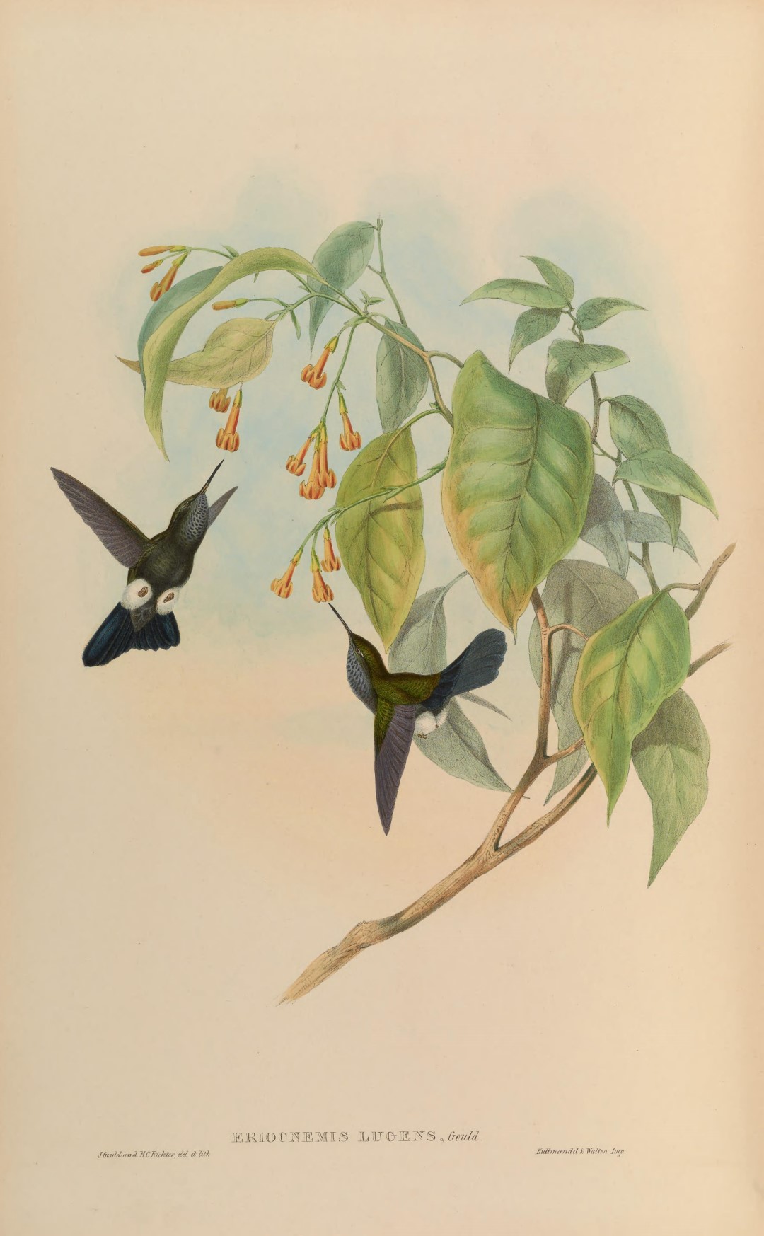 Black-and-white Seedeater