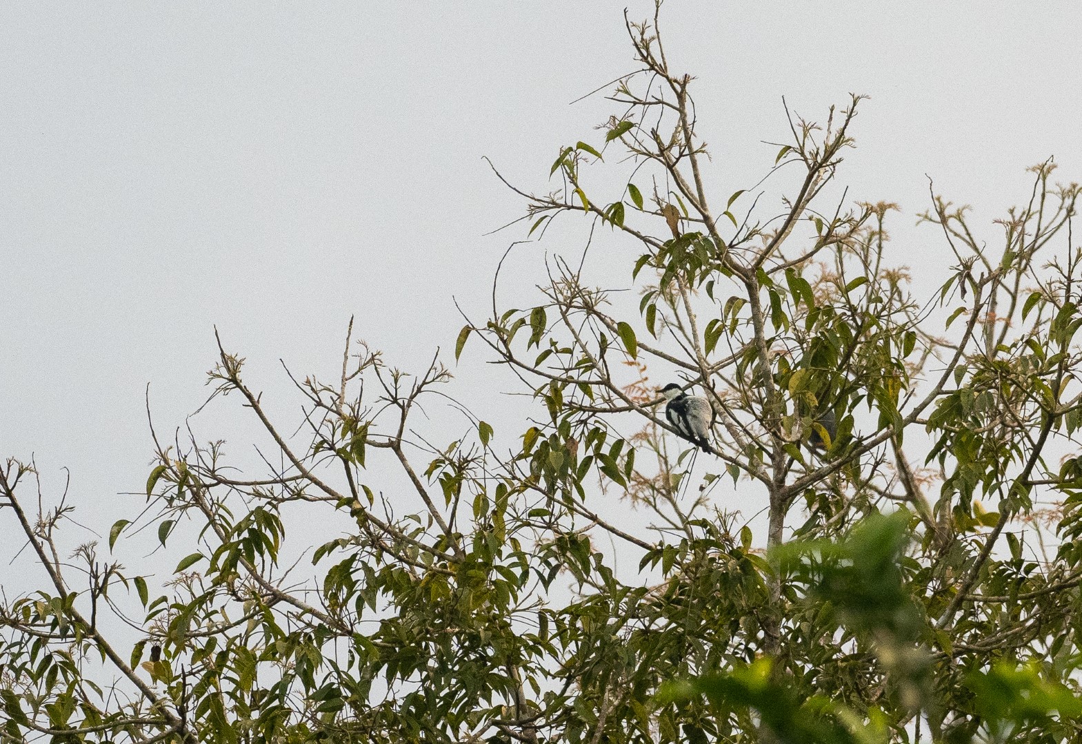 Black-and-white Triller