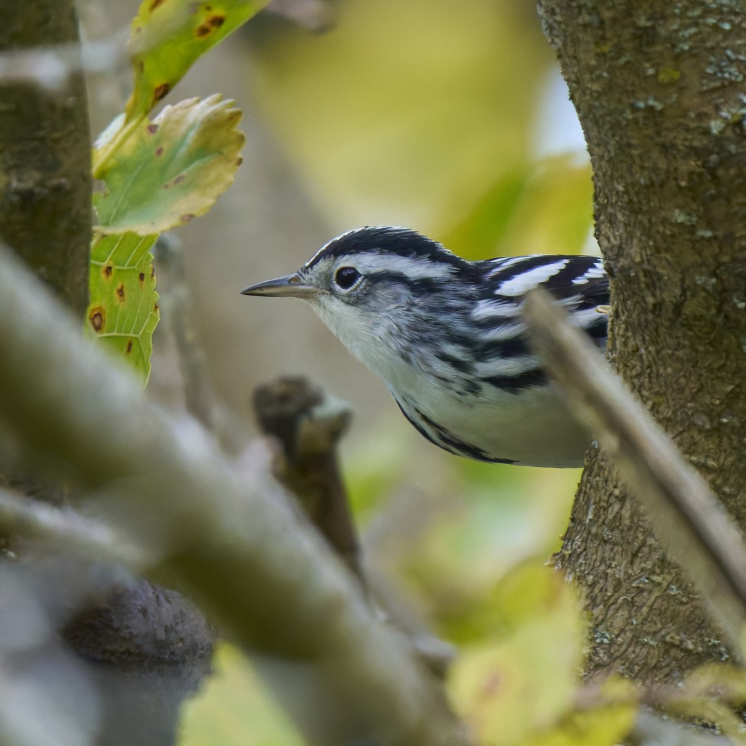 Black-and-white Warbler