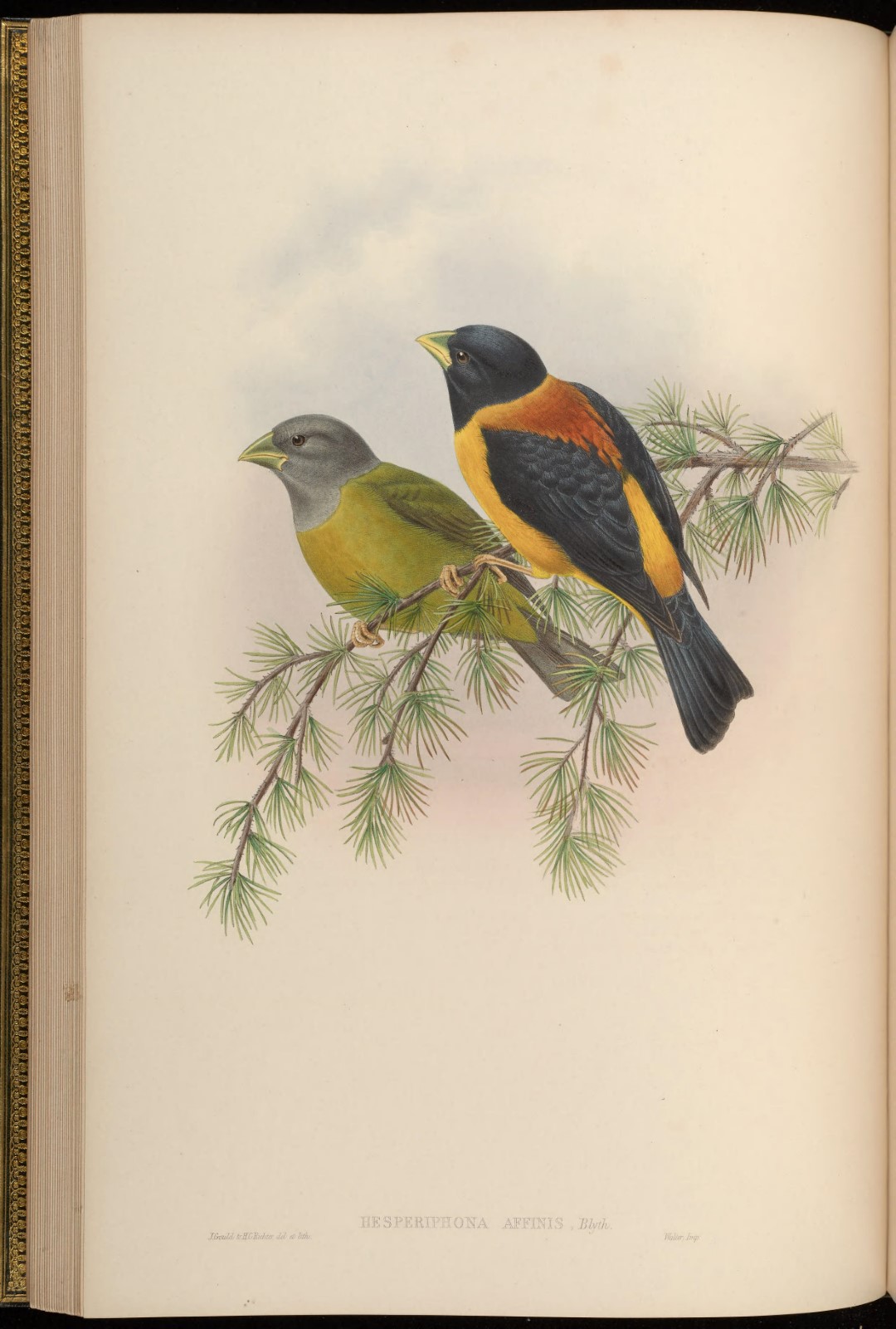 Black-and-yellow Grosbeak