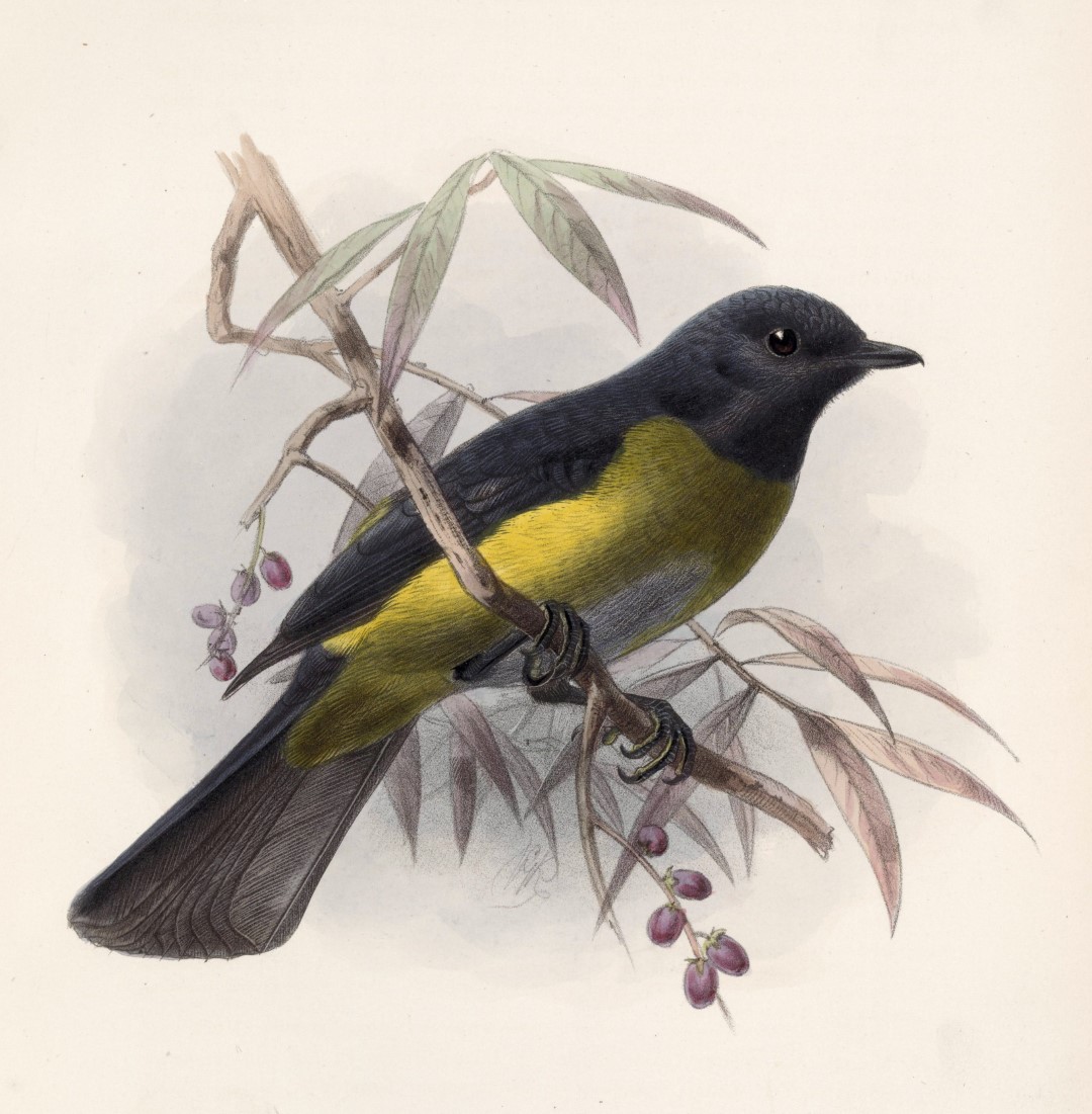 Black-and-yellow Silky-flycatcher