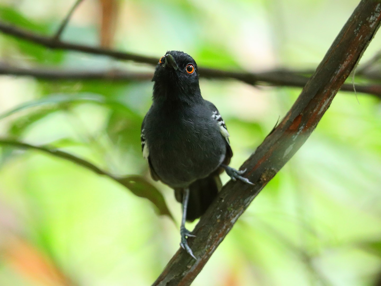 Black-backed Antbird