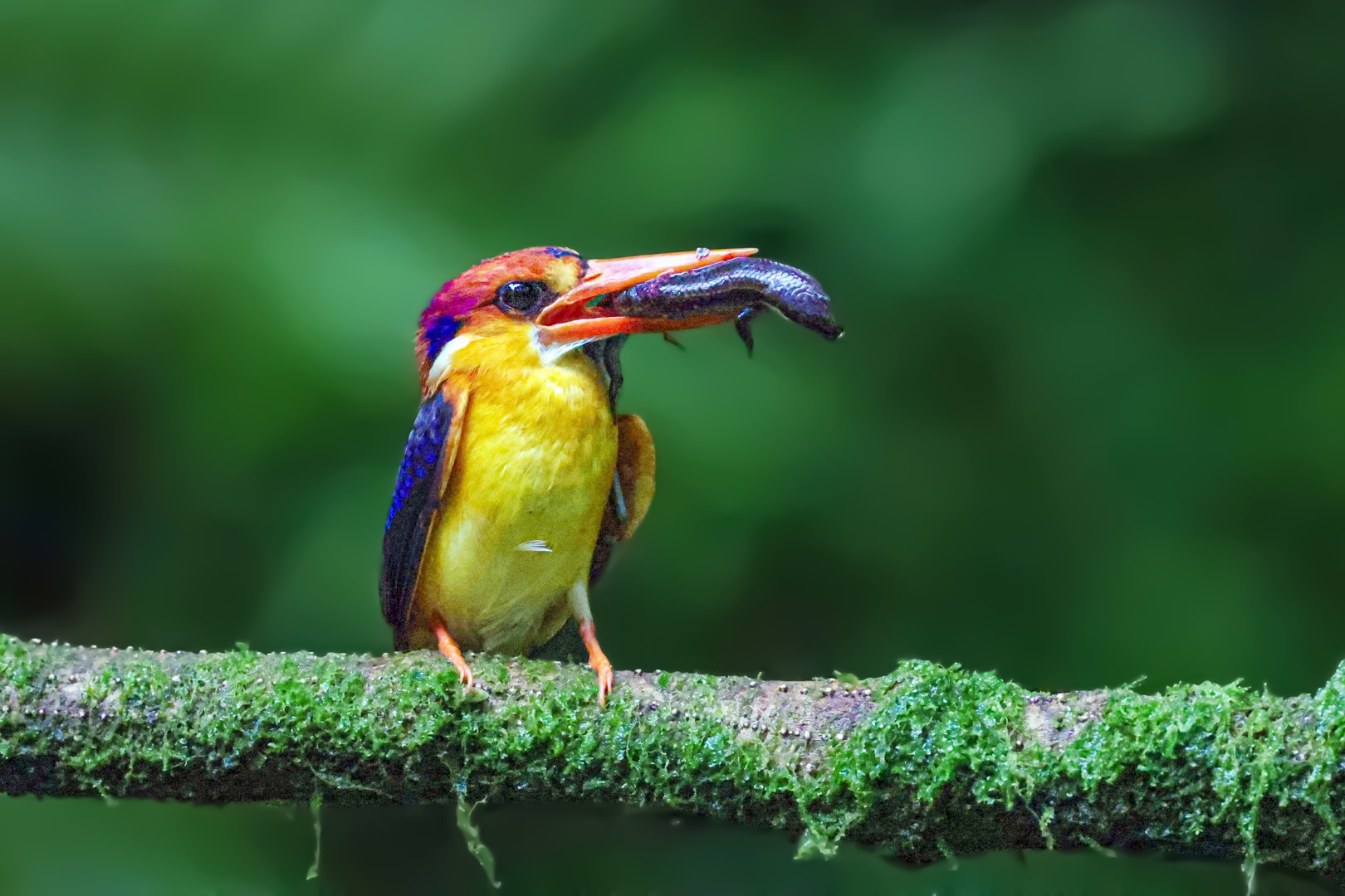 Black-backed Kingfisher