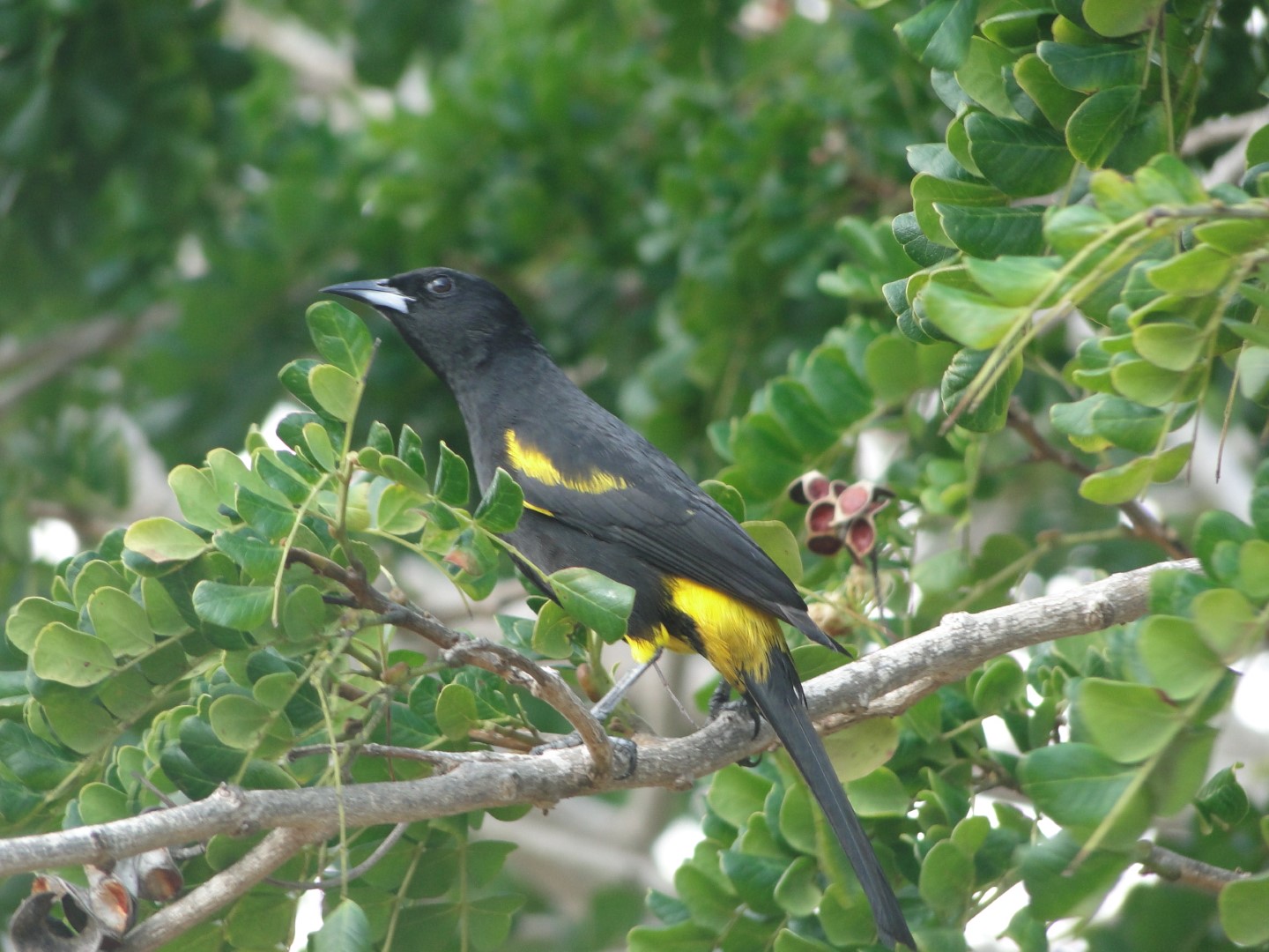 Black-backed Oriole