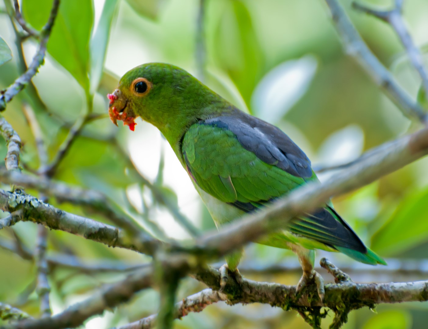 Black-backed Parrot