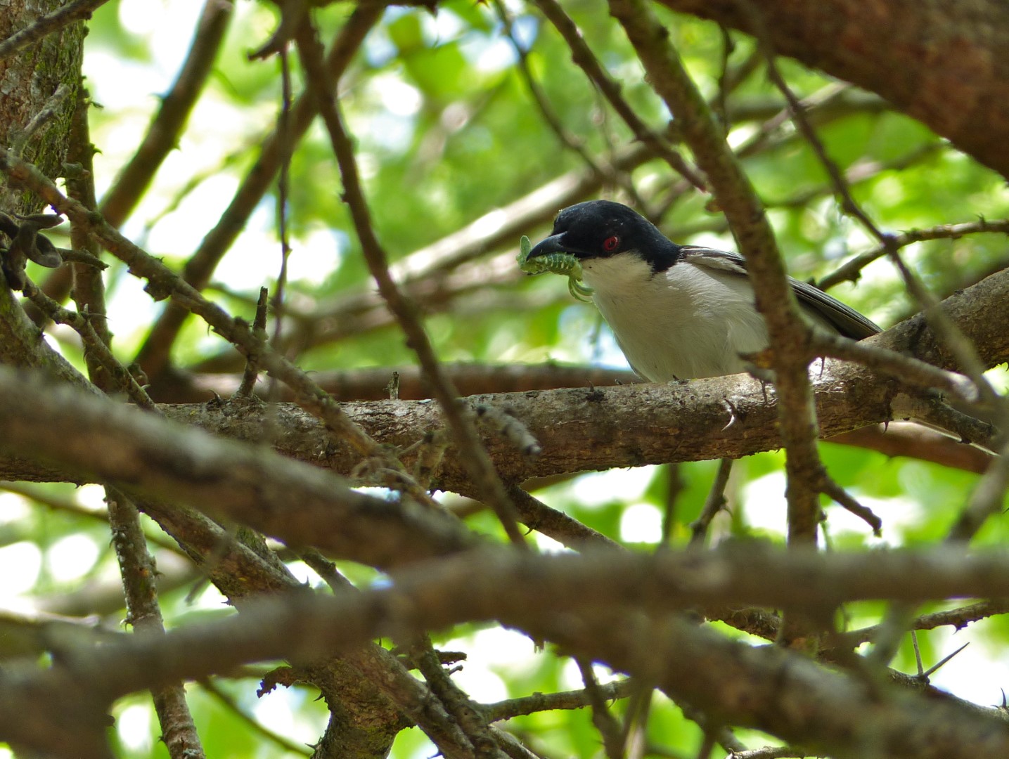 Black-backed puffback