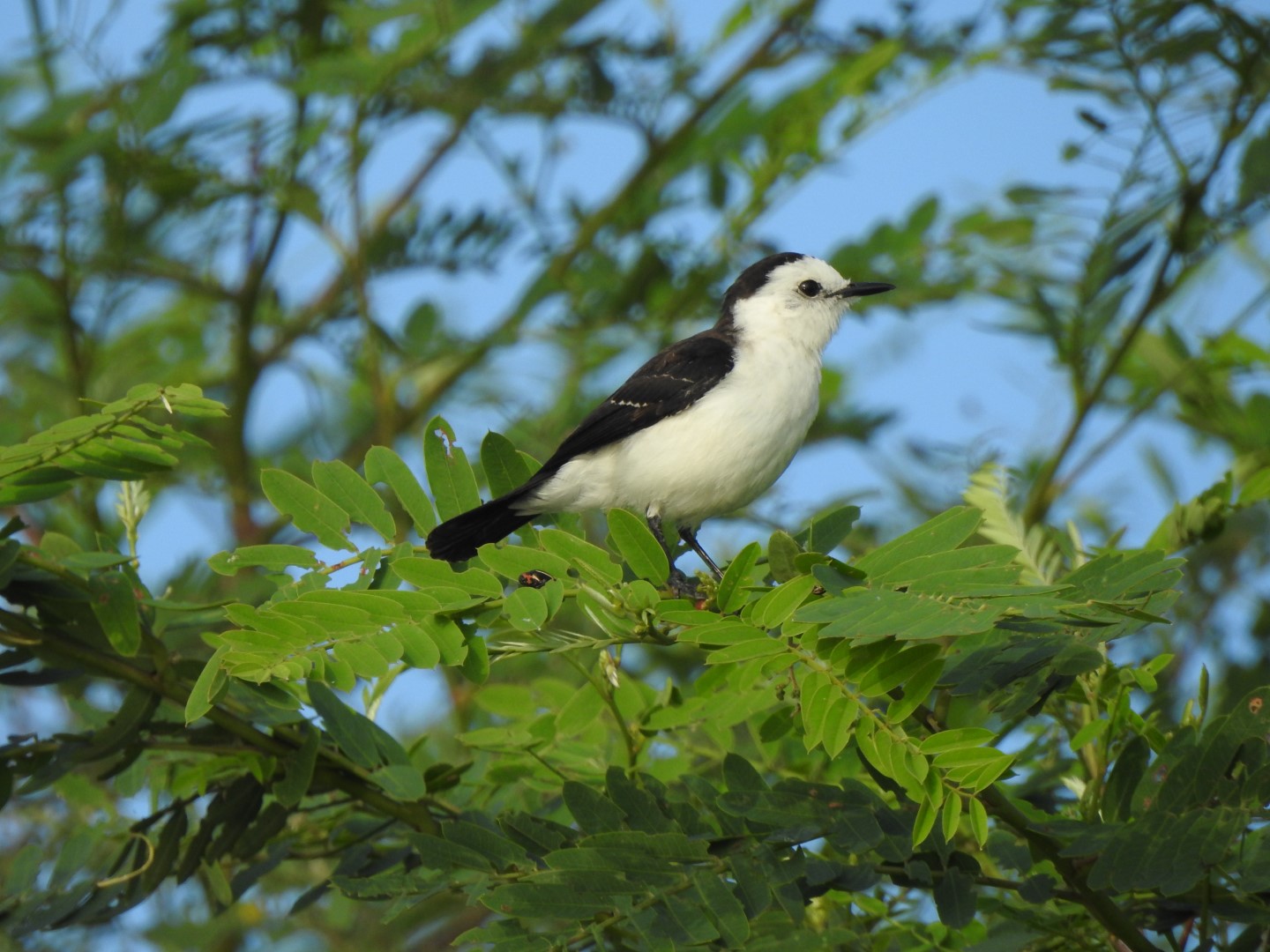 Black-backed water tyrant