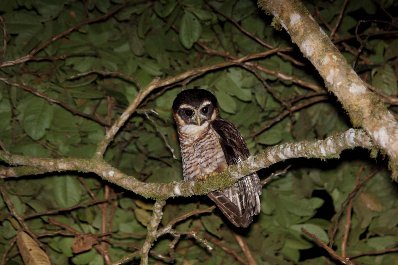 Black-banded Owl
