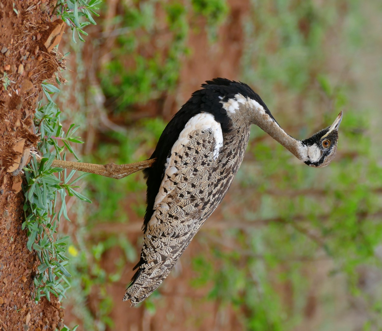 Black-bellied Bustard