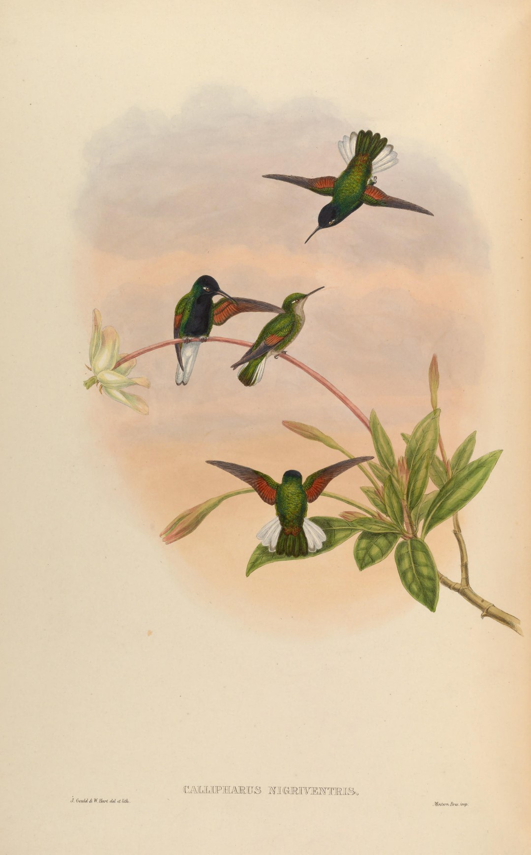 Black-bellied Hummingbird