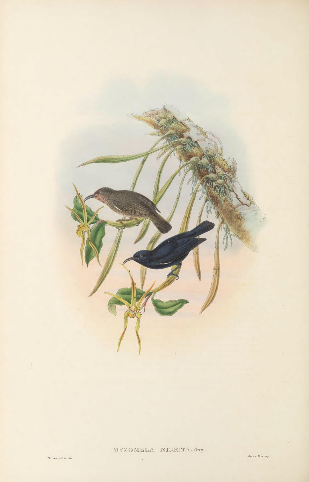 Black-bellied Myzomela