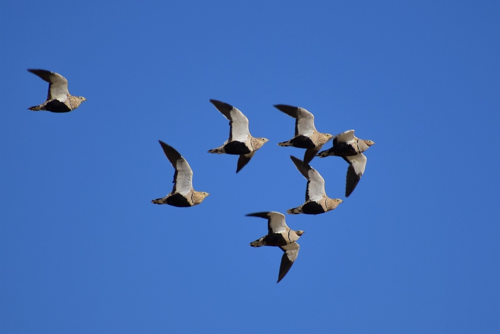 Black-bellied Sandgrouse