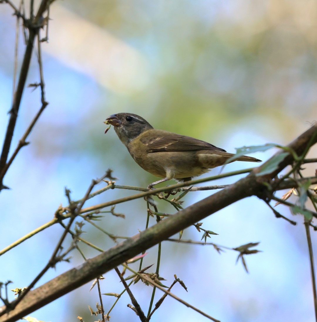 Black-bellied Seedeater