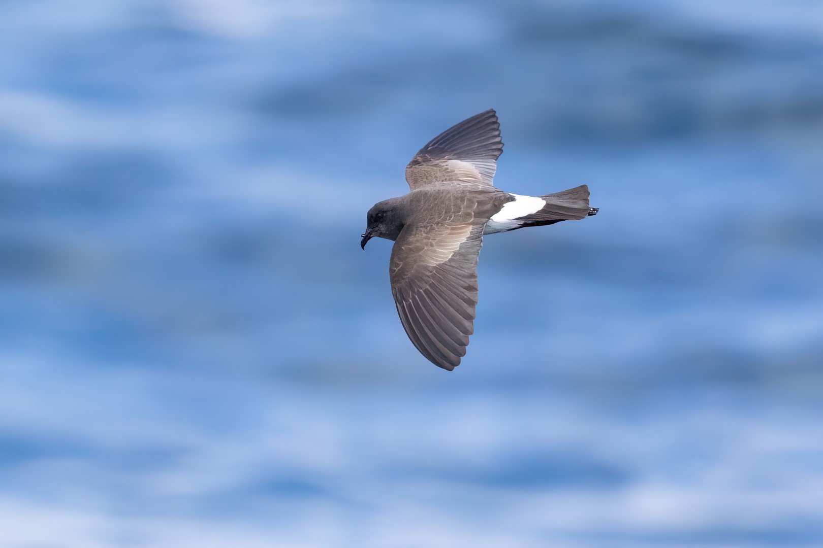 Black-bellied Storm Petrel