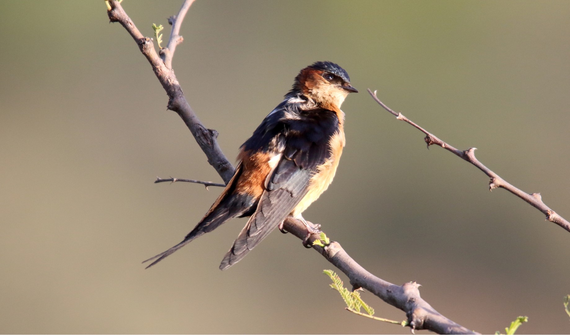 Black-bellied Swallow