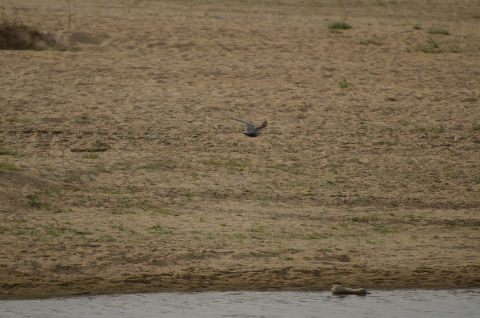 Black-bellied Tern