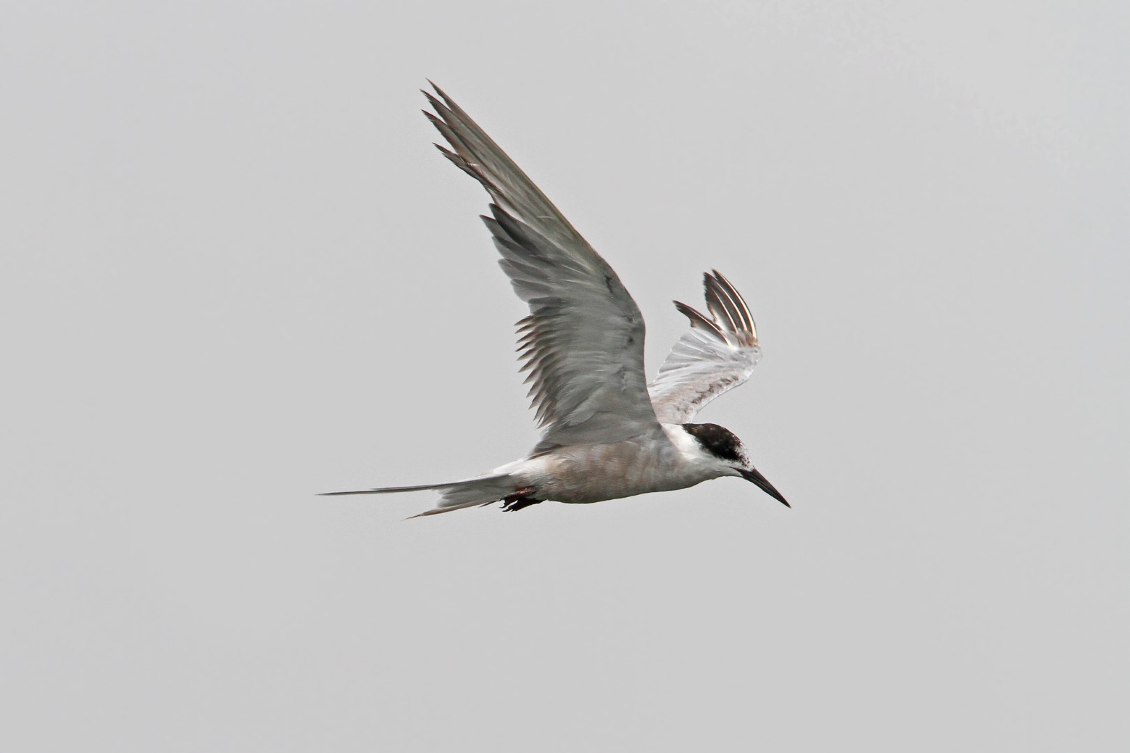 Black-bellied Tern