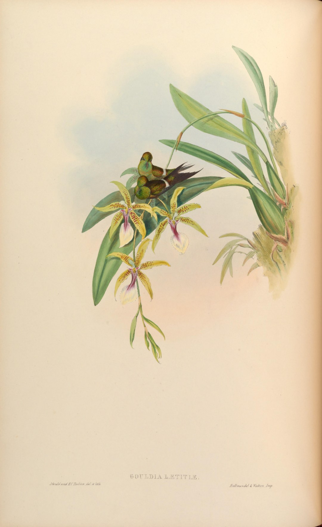 Black-bellied Thorntail