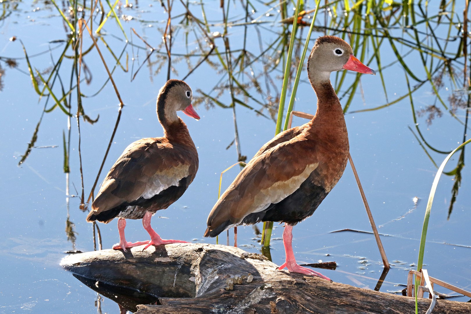 Black-bellied Whistling Duck