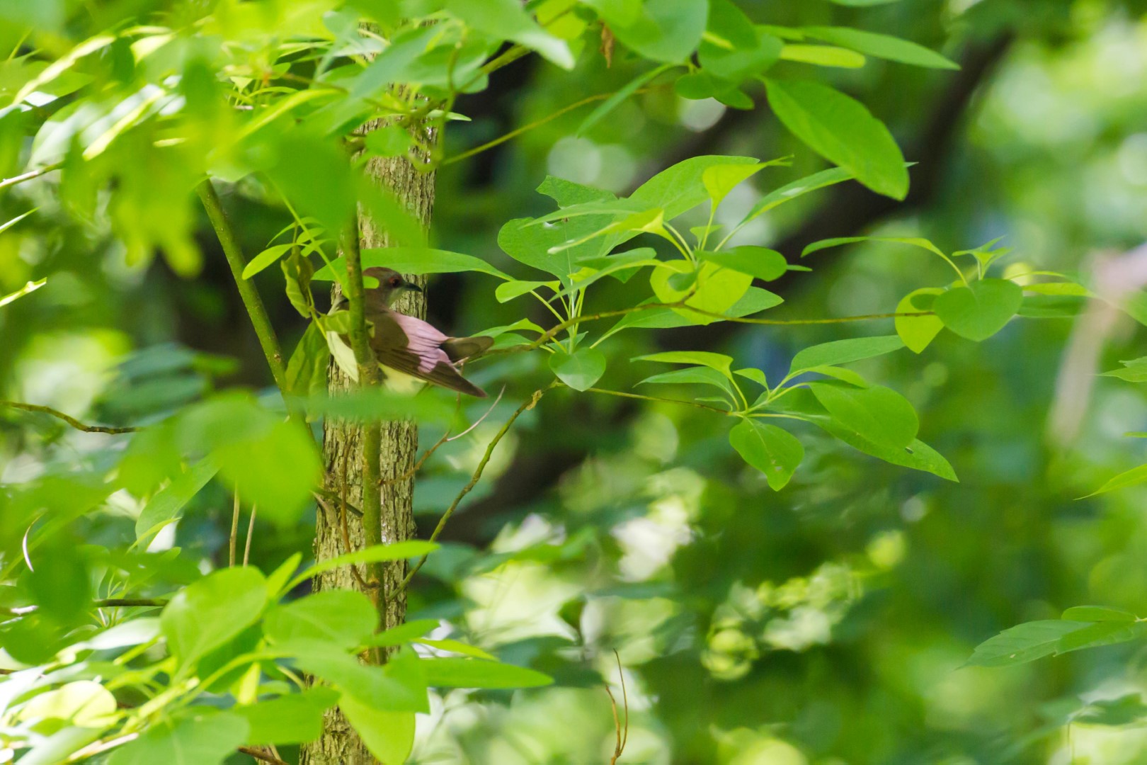 Black-billed Cuckoo