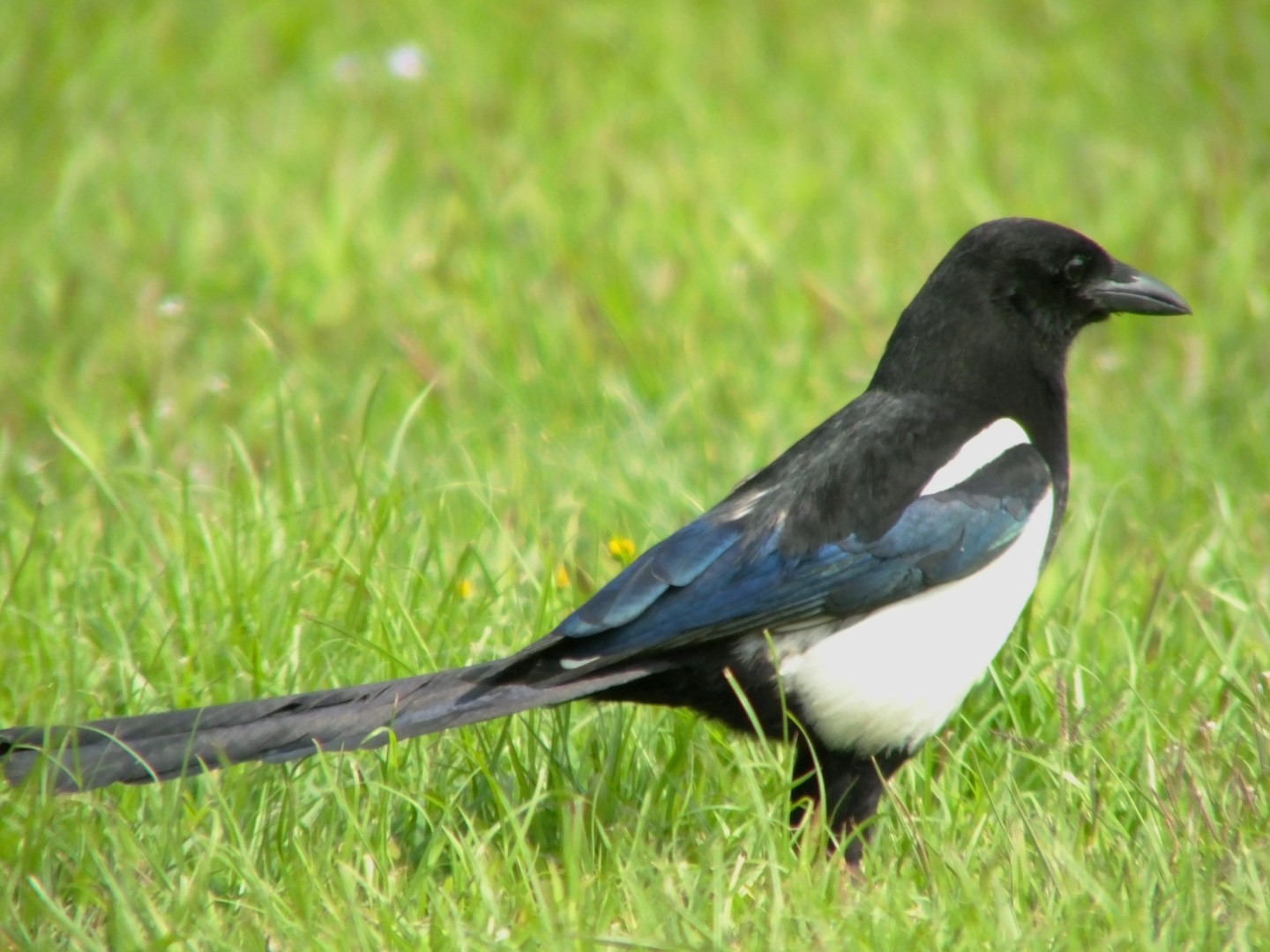 Black-billed Magpie