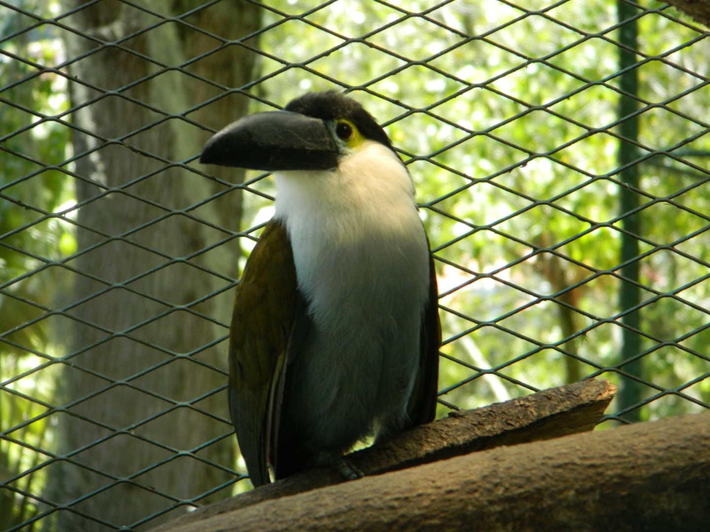 Black-billed Mountain Toucan