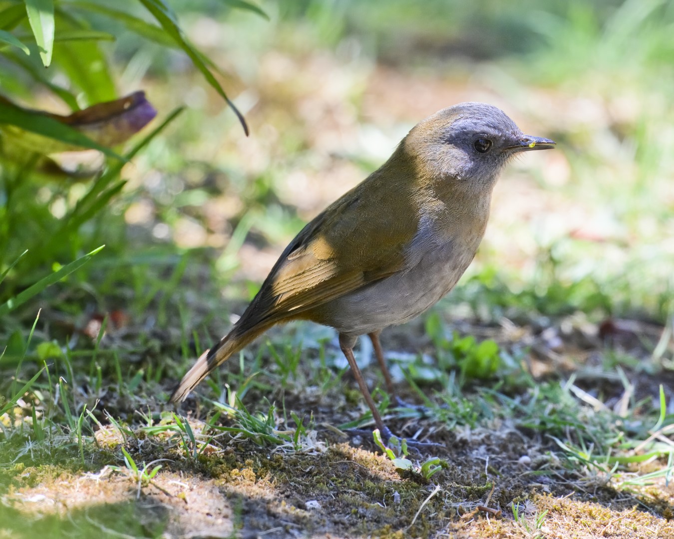 Black-billed Nightingale-Thrush