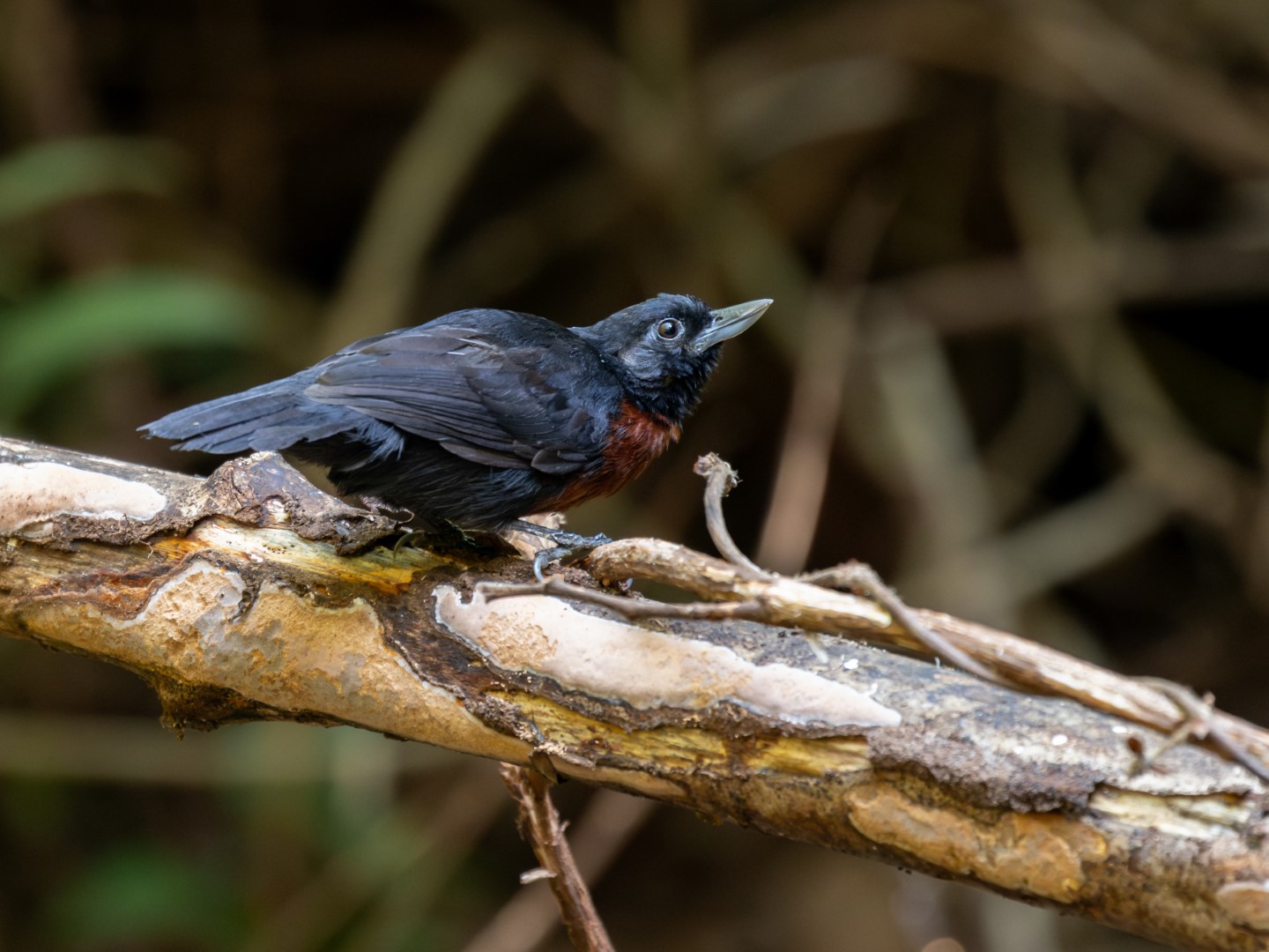 Black-billed Nightingale-Thrush