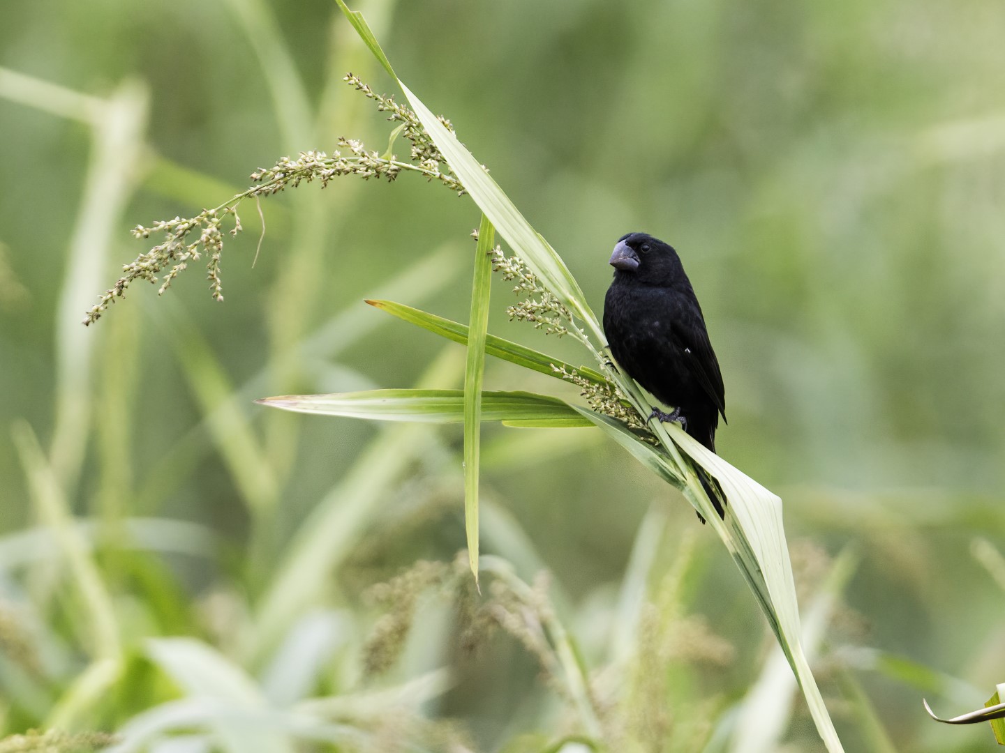 Black-billed Seed Finch