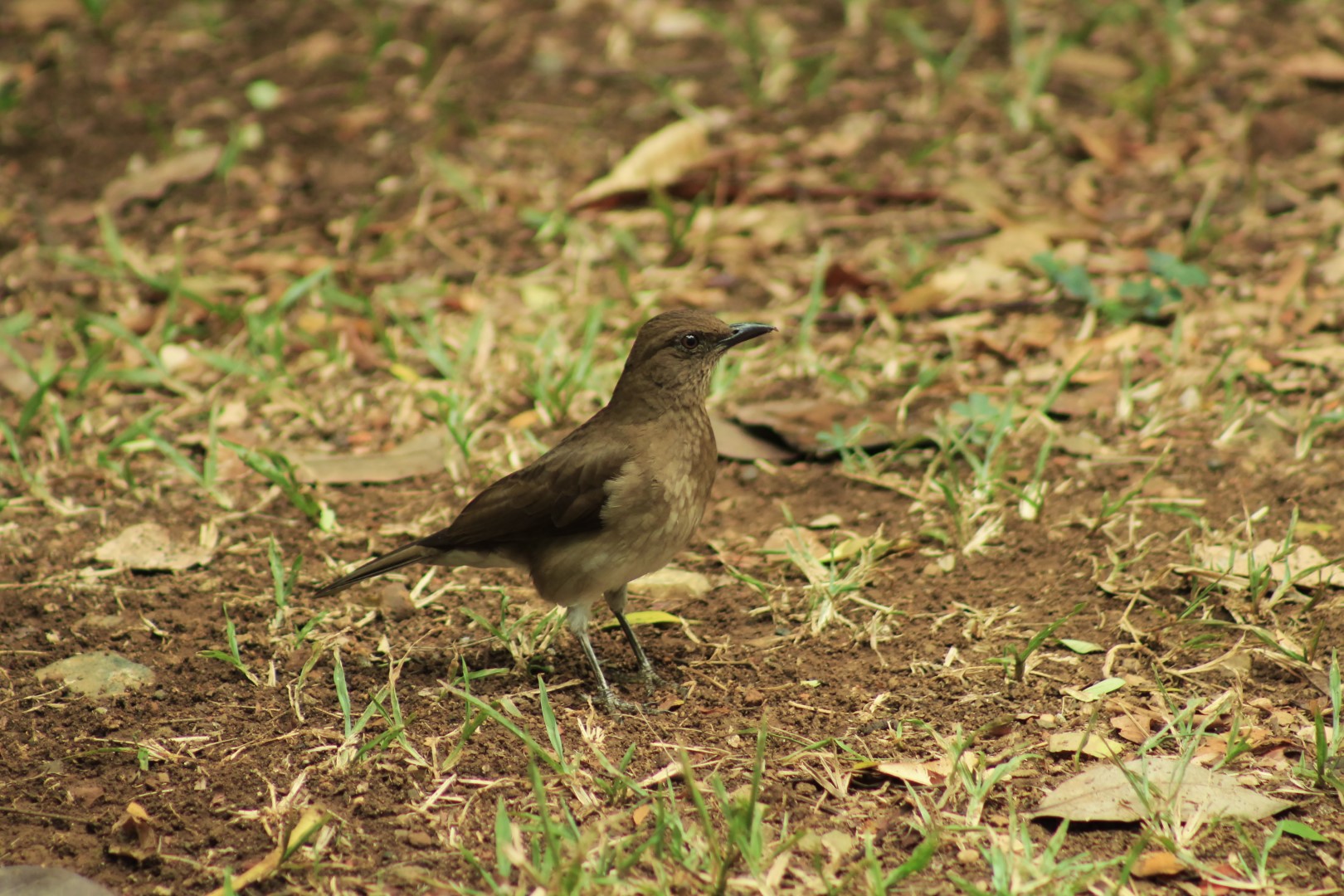 Black-billed Thrush