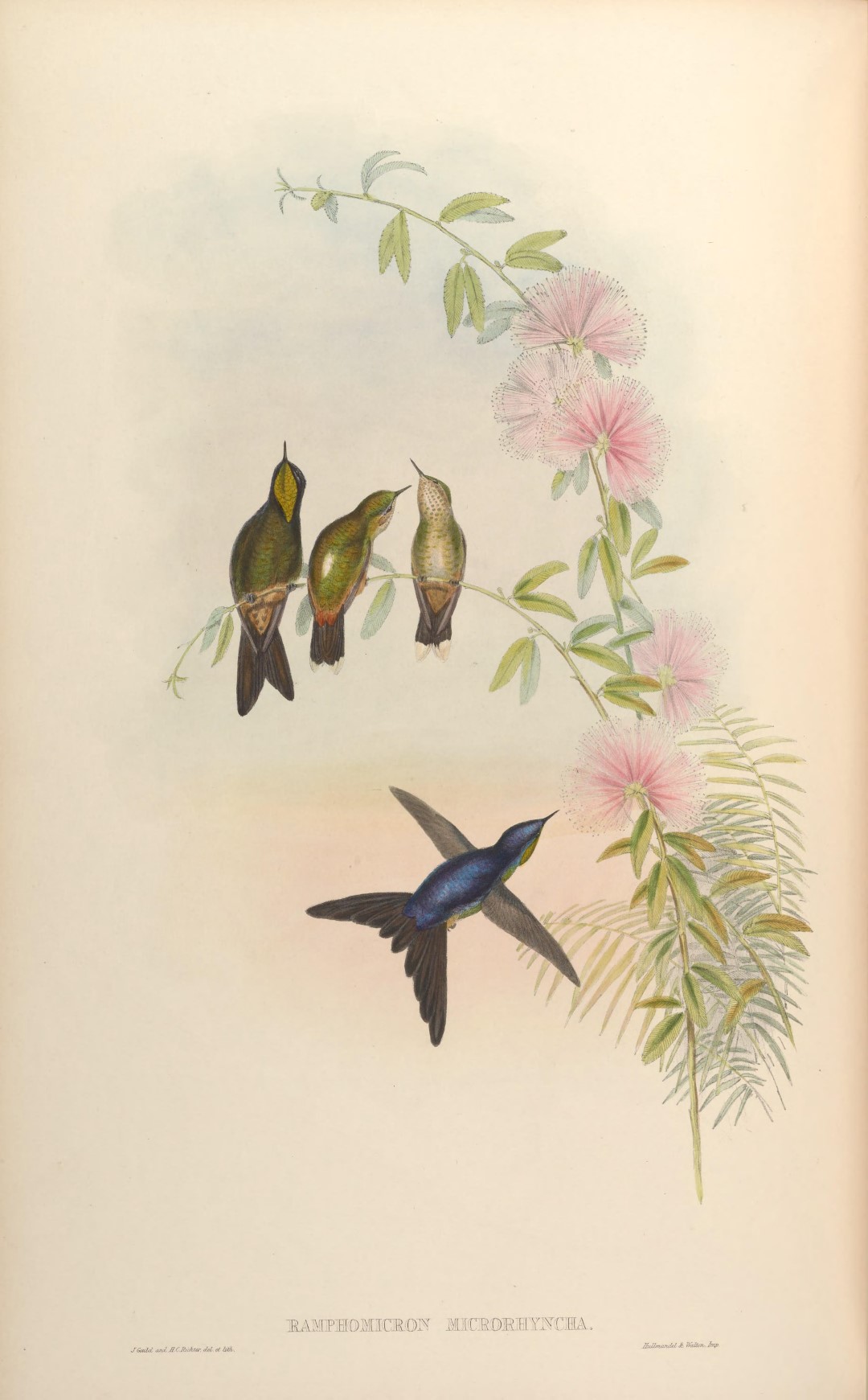 Black-billed Treehunter