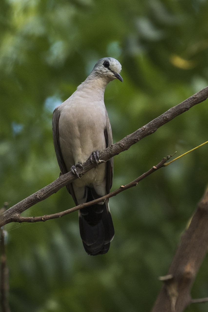 Black-billed Wood Dove