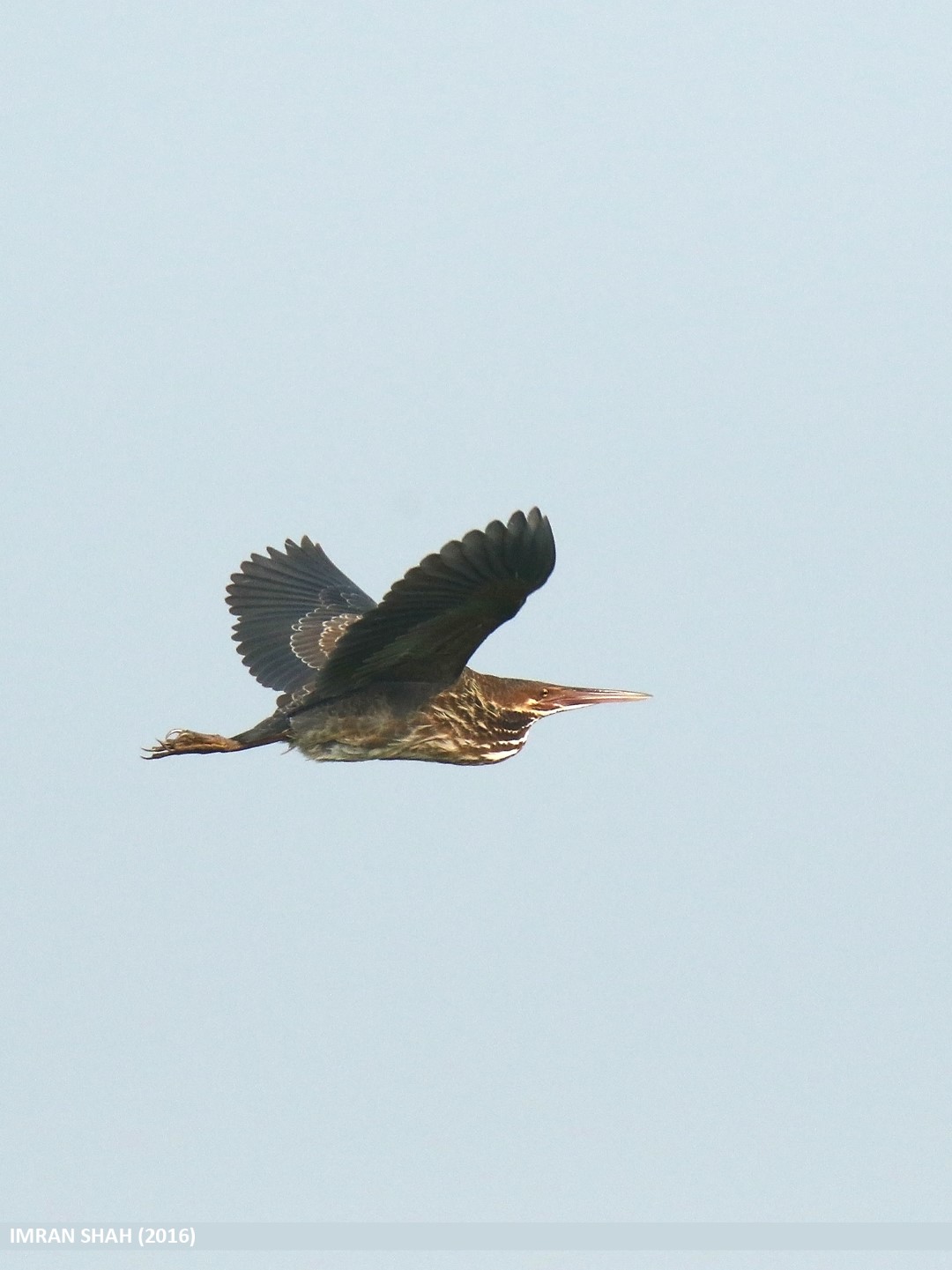 Black Bittern