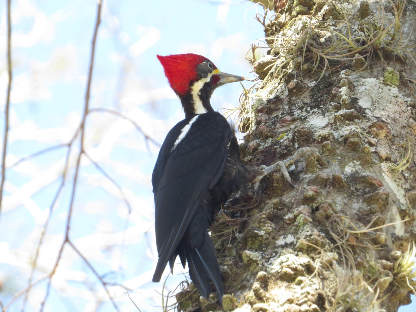 Black-bodied Woodpecker