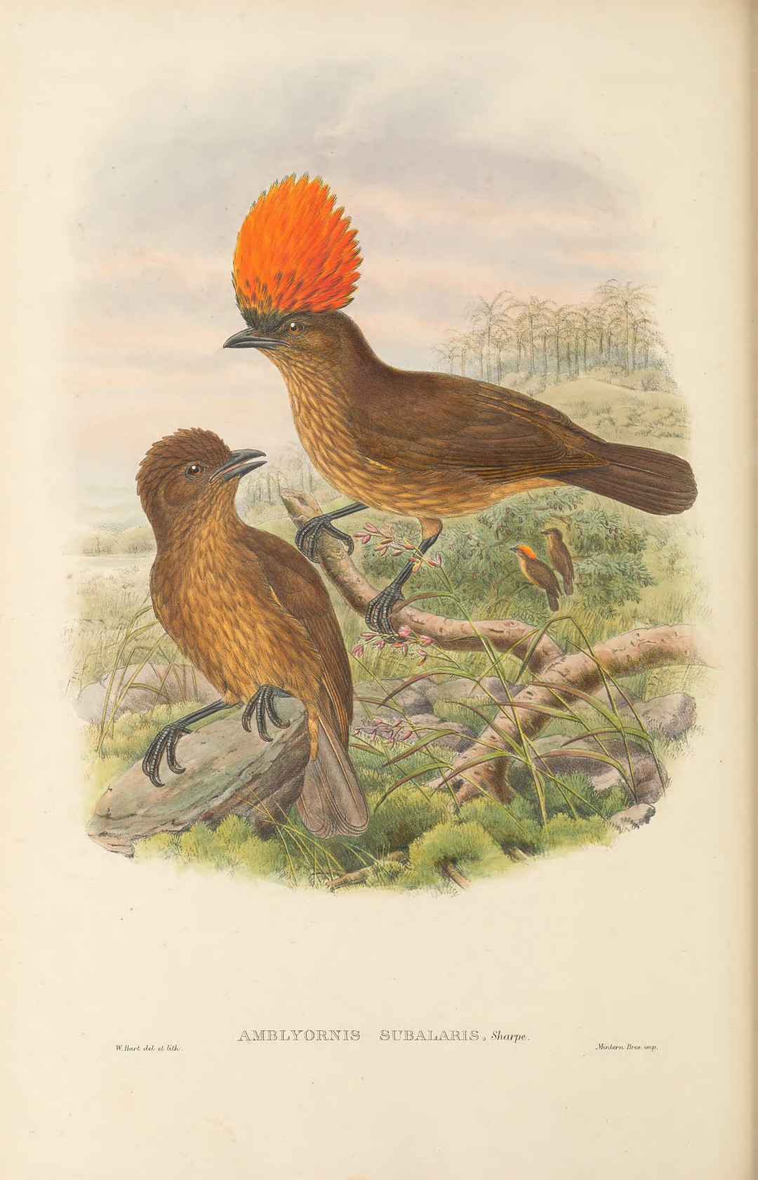 Black-breasted Bird-of-paradise