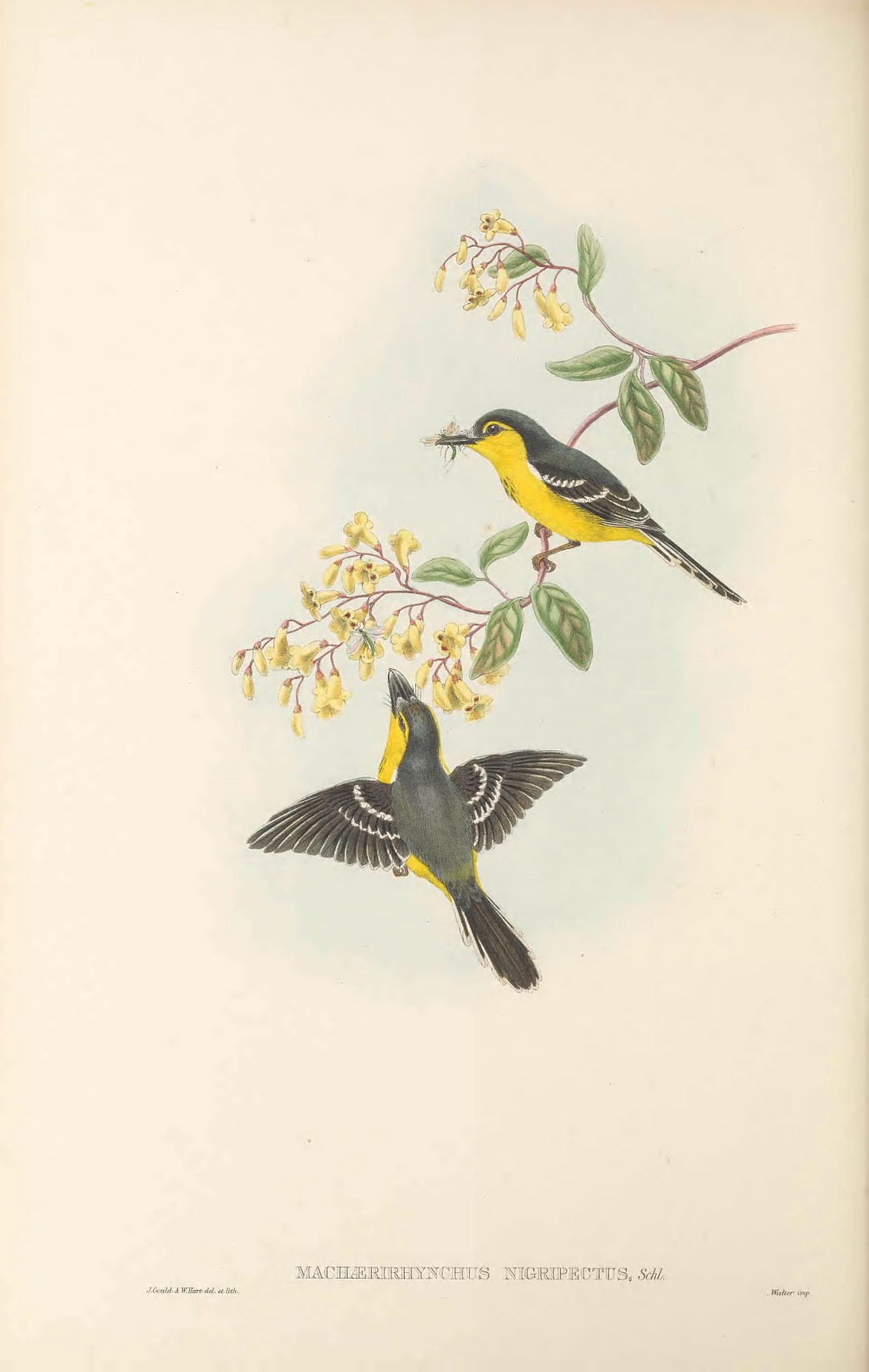 Black-breasted Boatbill