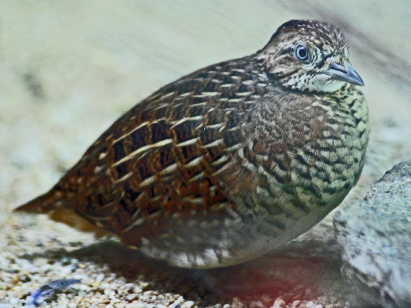 Black-breasted Buttonquail