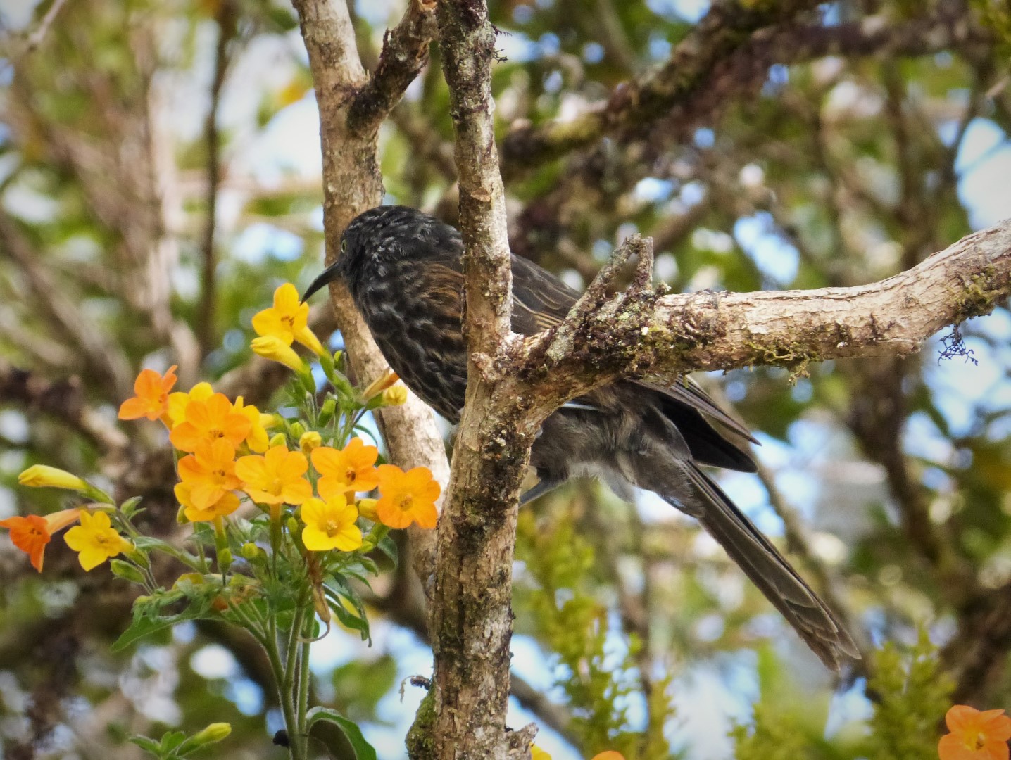 Black-breasted Honeyeater