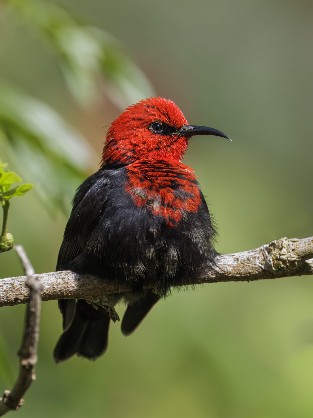 Black-breasted Myzomela