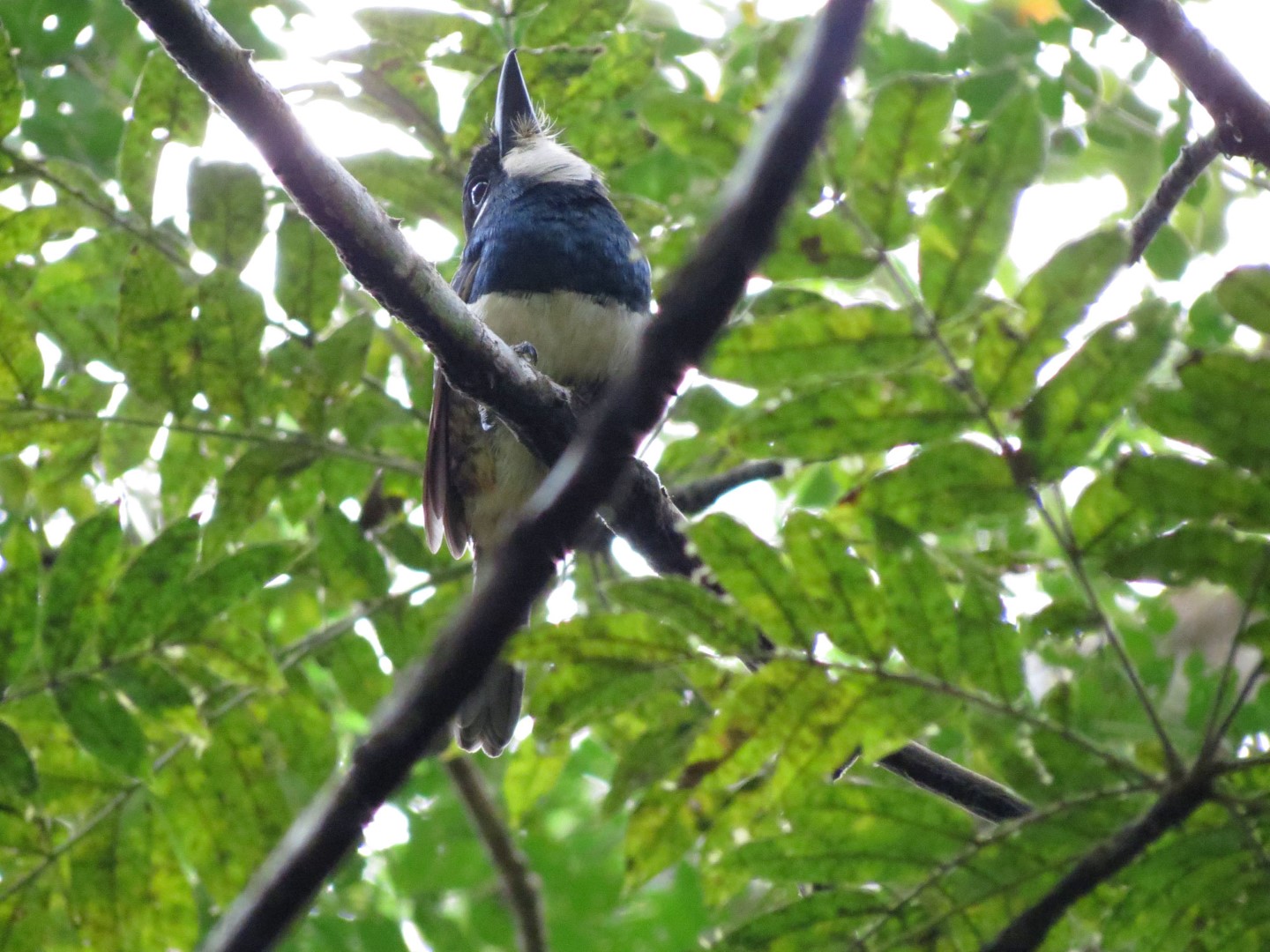 Black-breasted puffbird