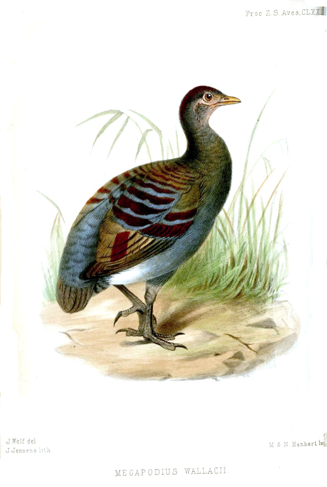 Black-browed Babbler