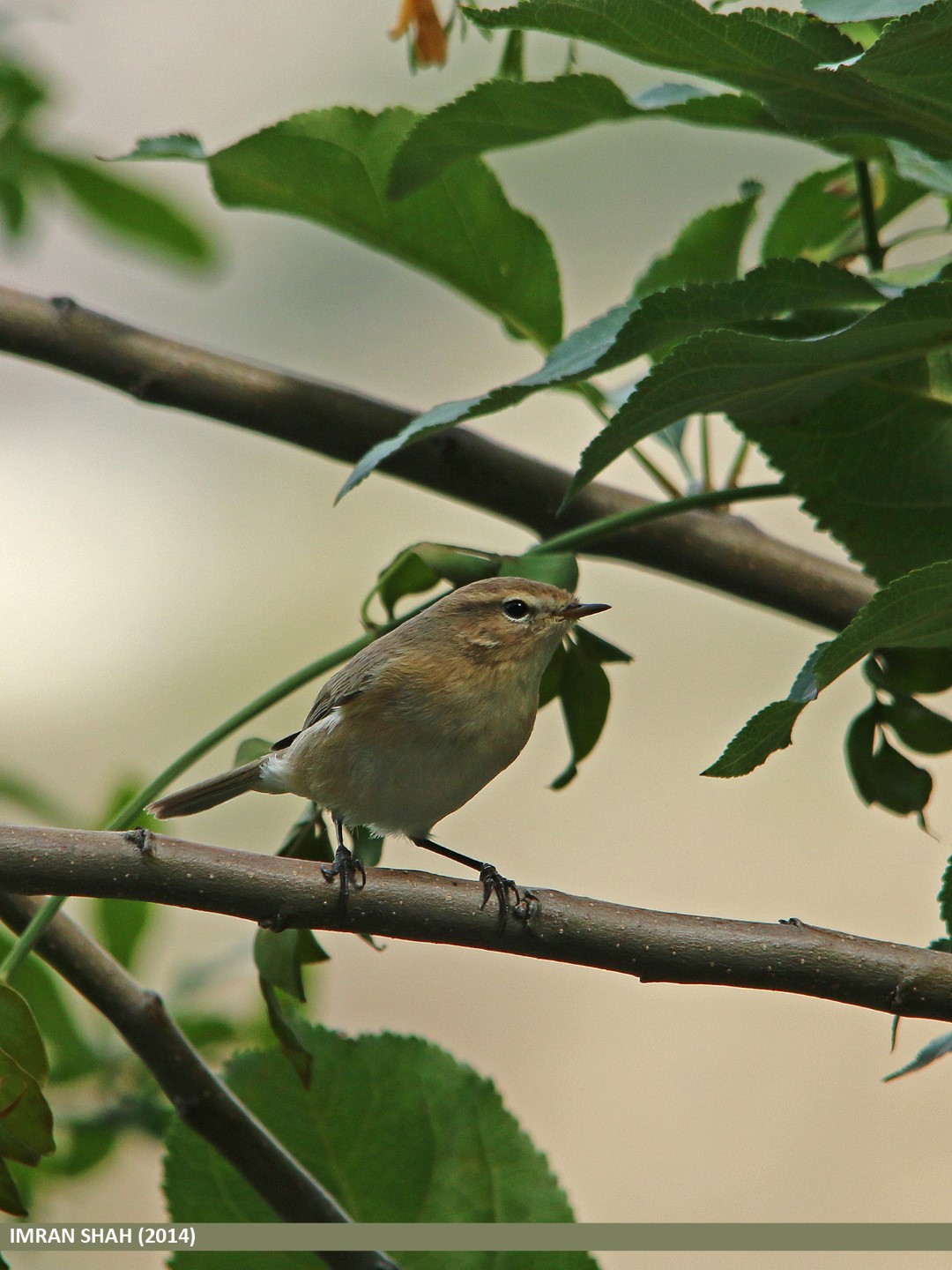 Black-browed Reed Warbler