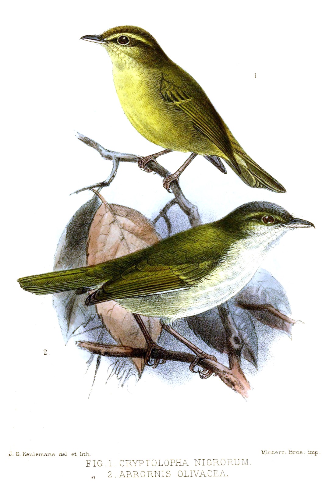Black-browed Willow Warbler