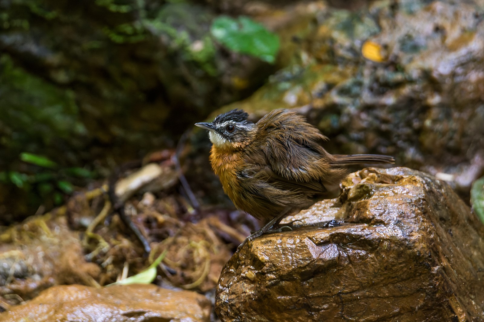 Black-capped Babbler