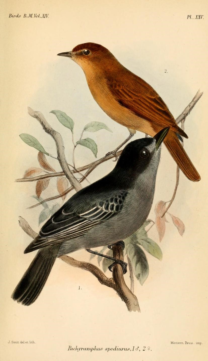 Black-capped Becard