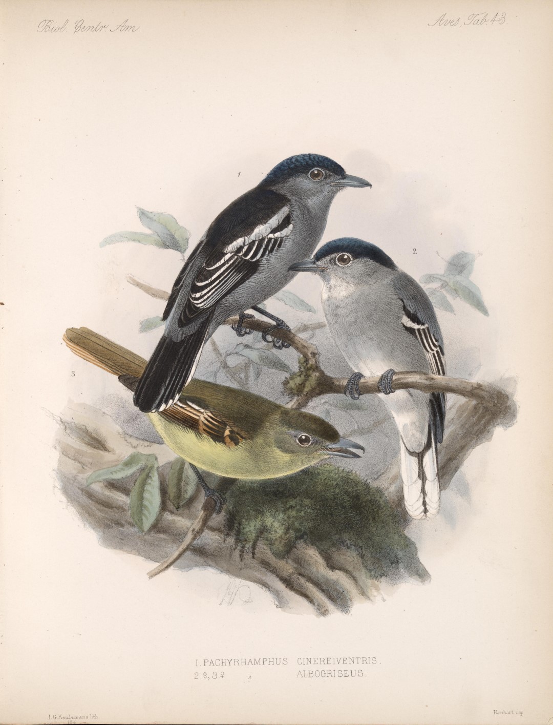 Black-capped Becard